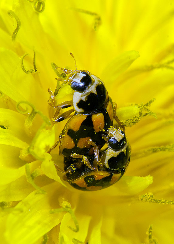 Coccinellidae: Propylea quatuordecimpunctata